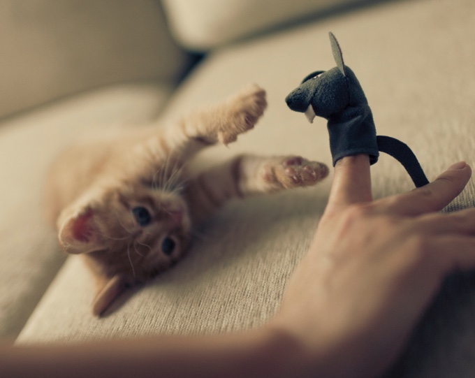 6 raisons de jouer plus régulièrement avec son chat Yummypets