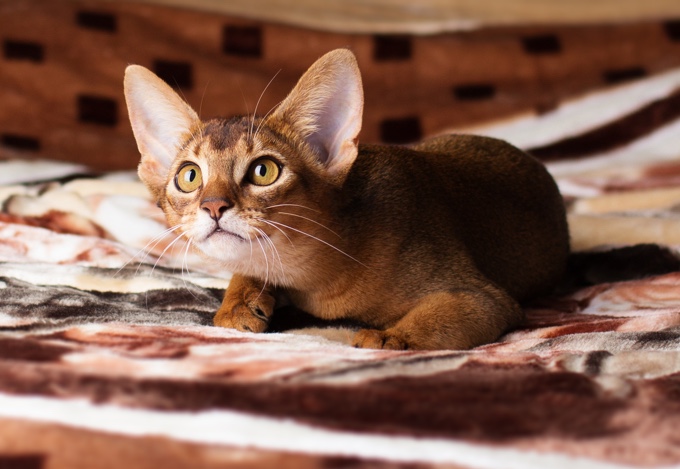 Top 10 Des Races De Chats Qui S Entendent Bien Avec Les Chiens Yummypets Top 10 Des Races De Chats Qui S Entendent Bien Avec Les Chiens Yummypets