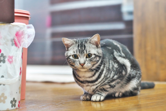 quel animal s entend avec un chat