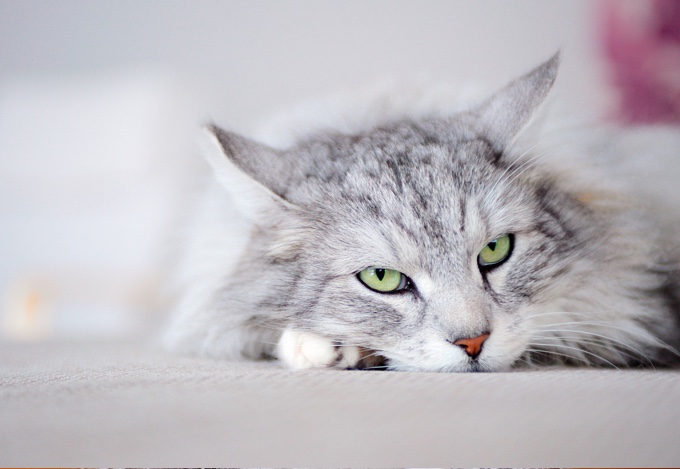 Top 10 Des Races De Chats Qui S Entendent Bien Avec Les Chiens Yummypets Top 10 Des Races De Chats Qui S Entendent Bien Avec Les Chiens Yummypets