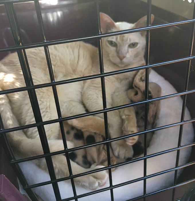 Ce Chat S Endort Uniquement Si On Lui Tient La Patte Yummypets