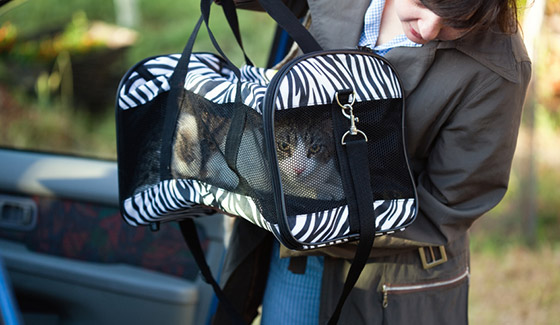 Mon chat n'aime pas être transporté