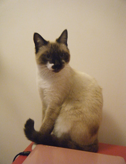 Chat perdu sur Baziège (31450) - fabio disparu à 31520