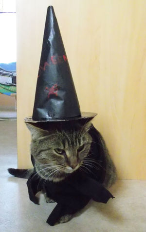 Photo by Ficel participating in the contest photo His coolest Halloween costume!