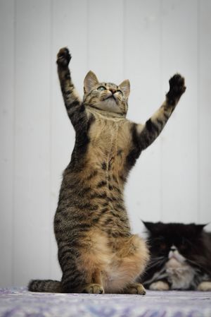 Photo by Chachou & Puce participating in the contest photo My kitten loves to