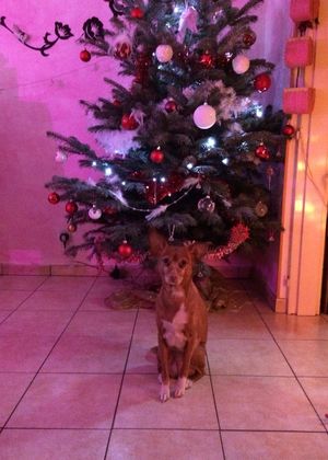 Photo by Biscotte ♡ & mes Tigresses. participating in the contest photo My