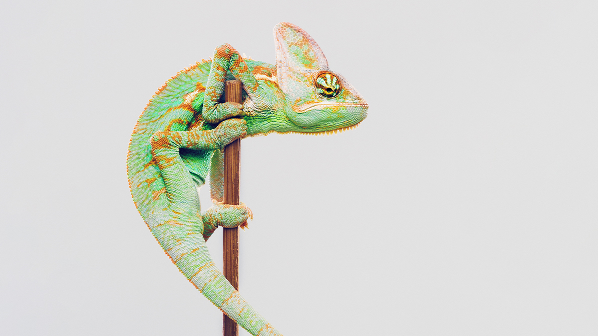 5 Principles to Guide Adaptive Leadership