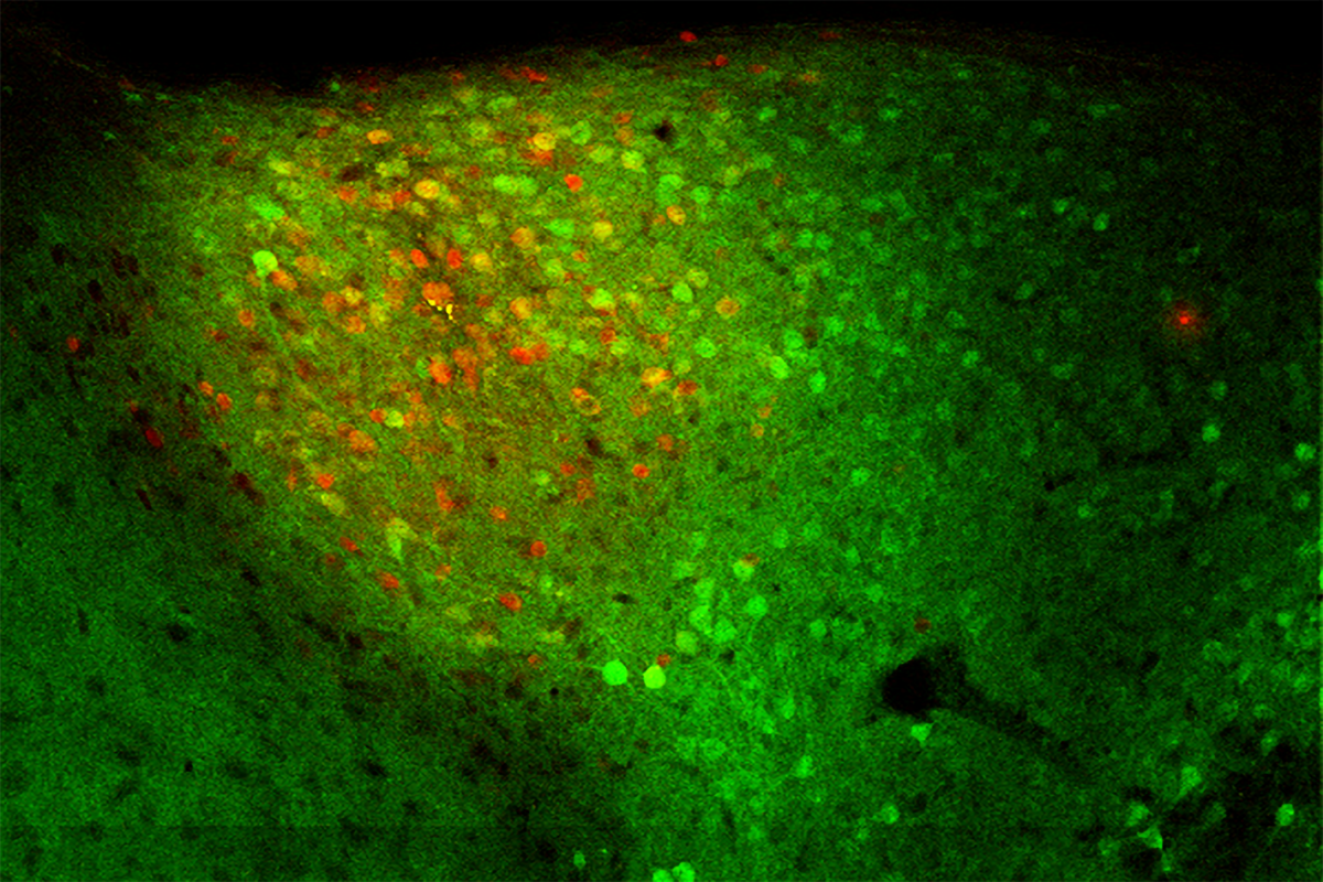 With these neurons, extinguishing fear is its own reward