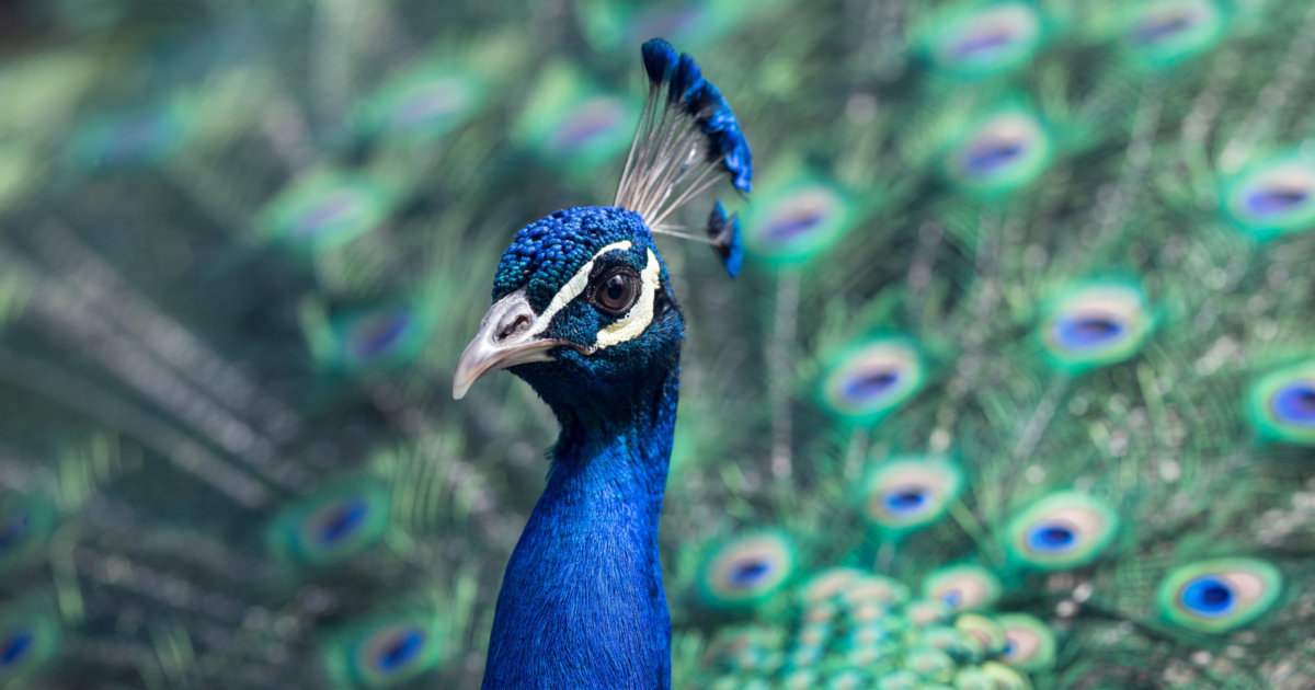 Meet the New Disrupters