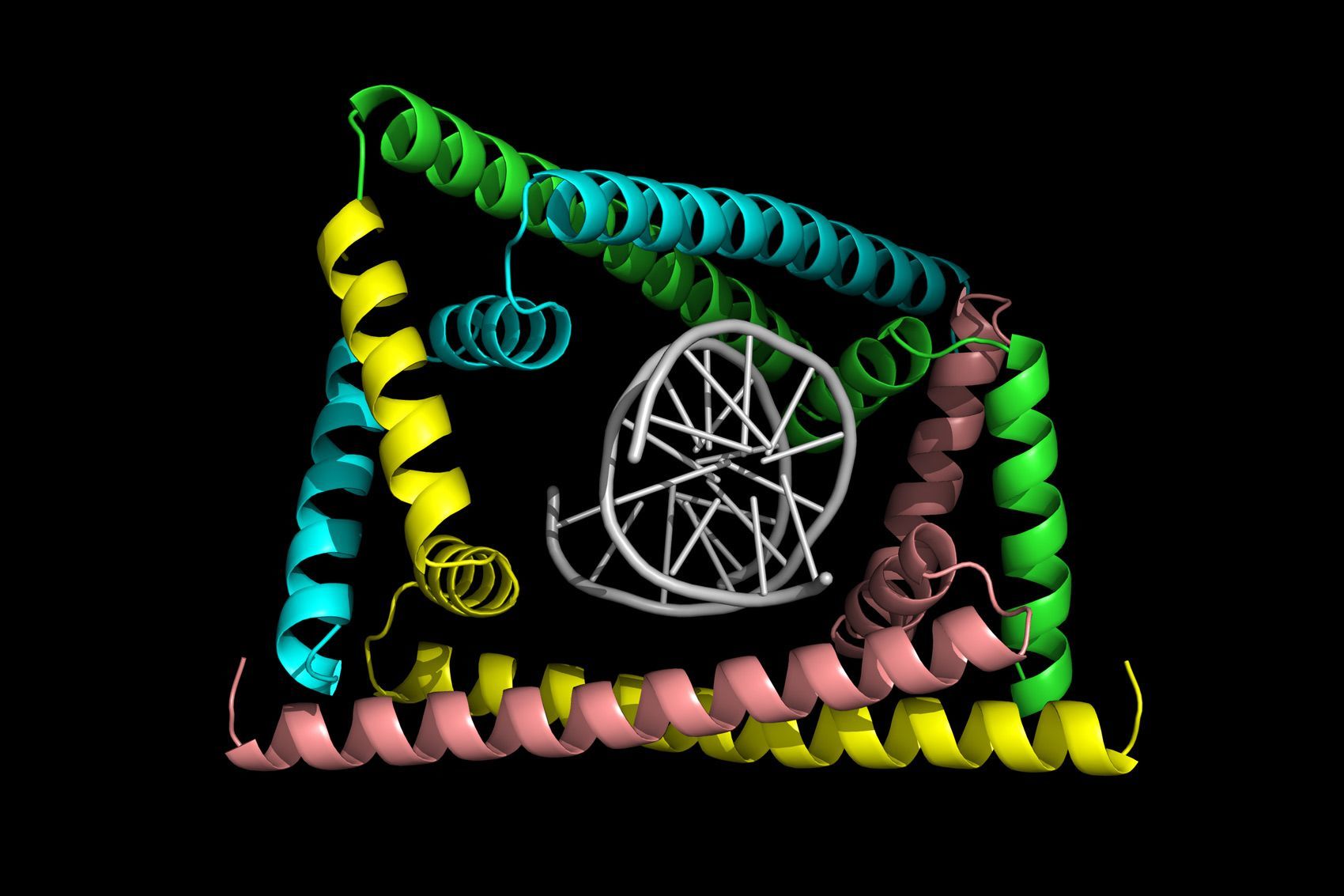 Detangling DNA replication 