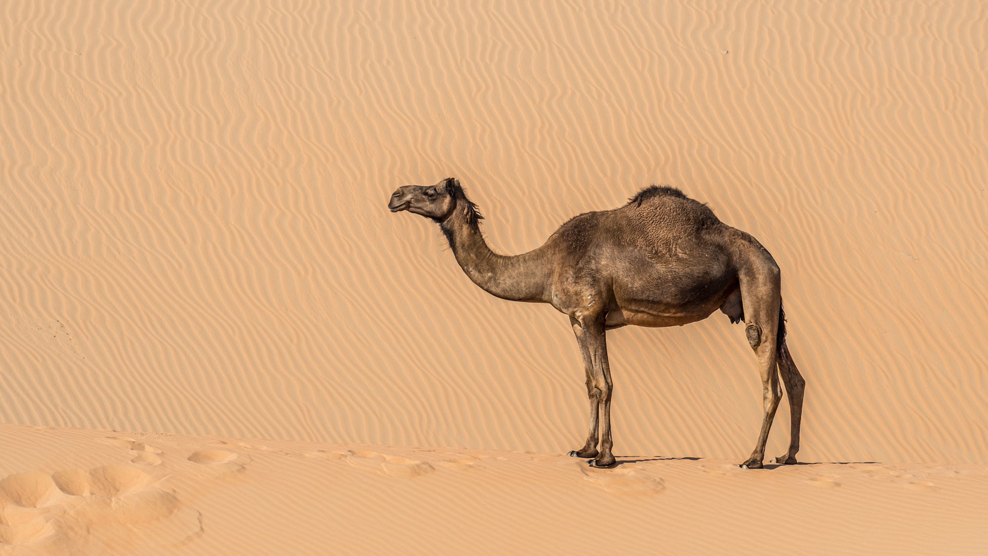 Startups, It’s Time to Think Like Camels — Not Unicorns