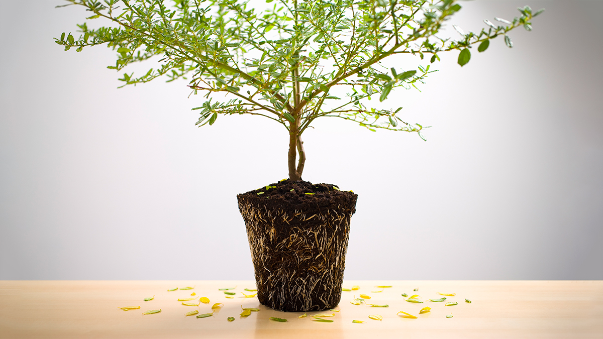 What Makes a Family Business Last?