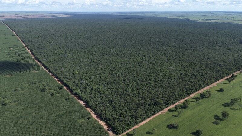 Climate, communities and biodiversity: the role of sustainable forestry