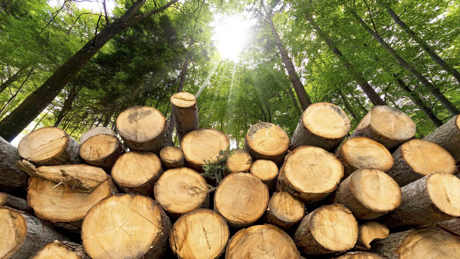New Forests raises '410m for sustainable forestry fund backed by European investors