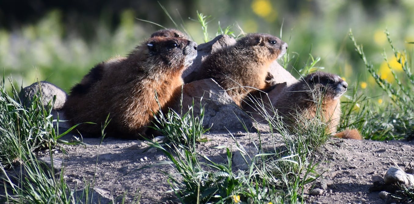 Wild marmots' social networks reveal controversial evolutionary theory in action