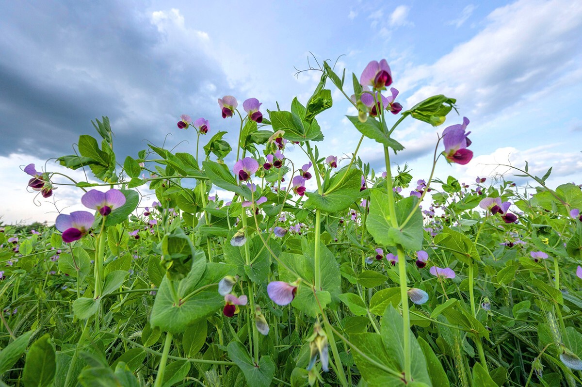 Century-old genetics mystery of Mendel's peas finally solved