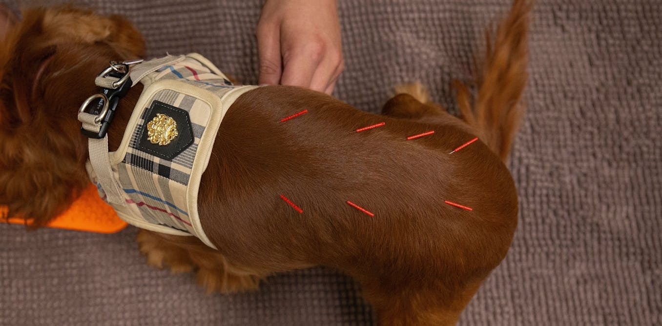 From cats and dogs to penguins and llamas, treating animals with acupuncture has become mainstream in veterinary medicine