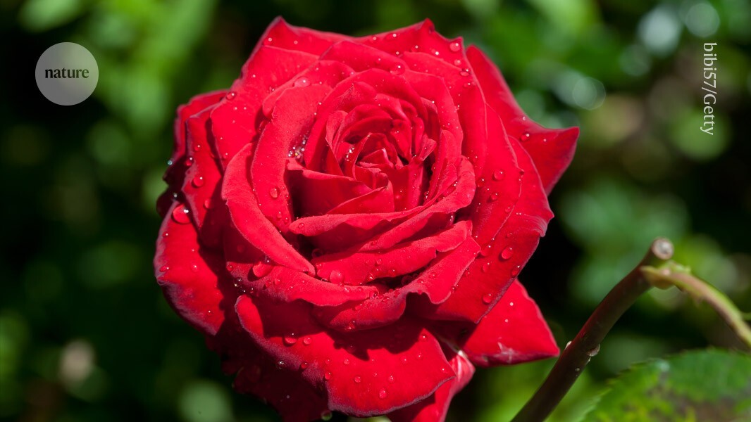 Revealed: the unusual mathematics that gives rose petals their shape