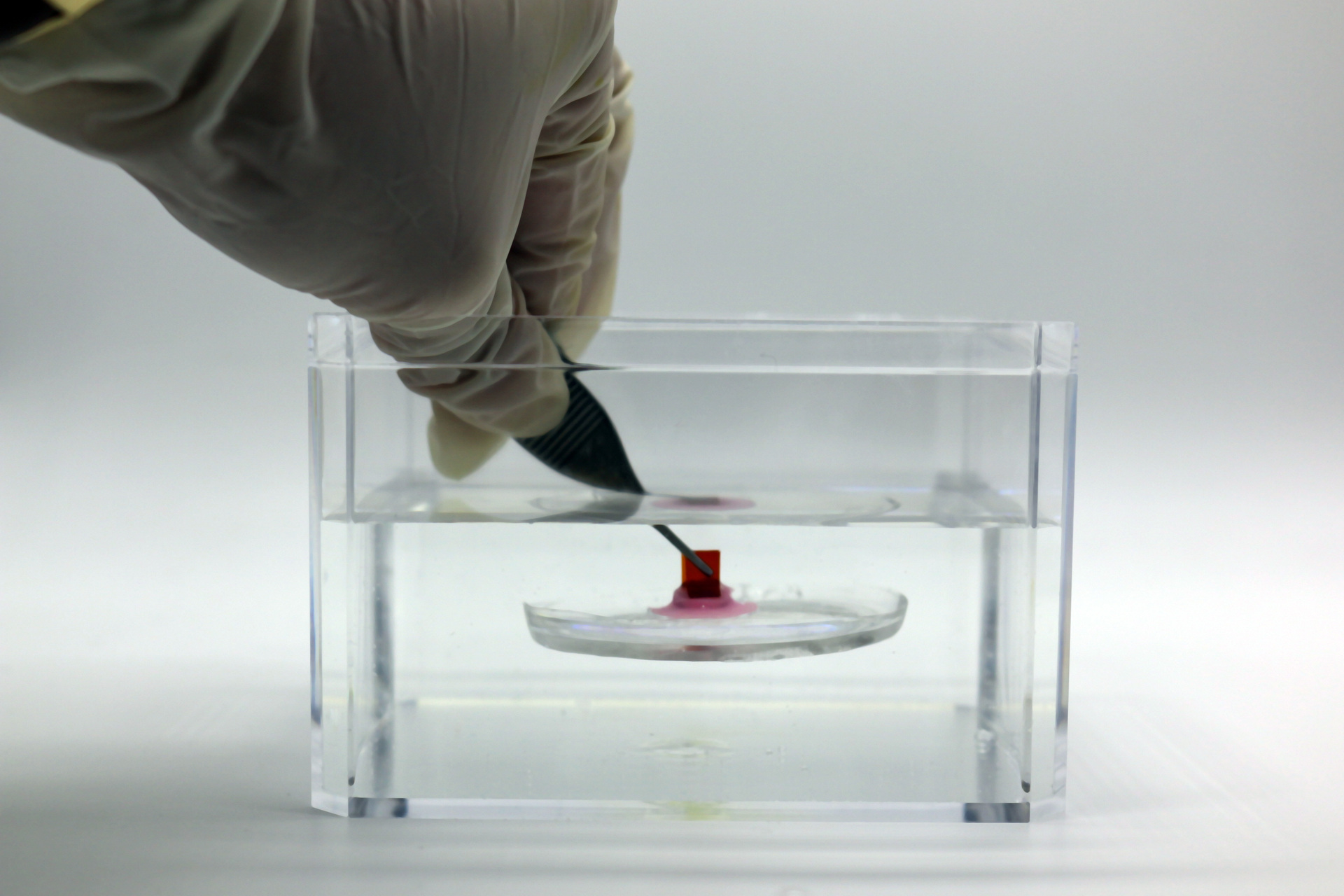 Adhesive inspired by hitchhiking sucker fish sticks to soft surfaces underwater