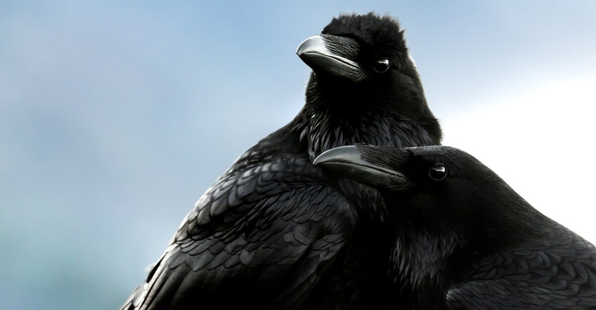 The 2025 Audubon Photography Awards