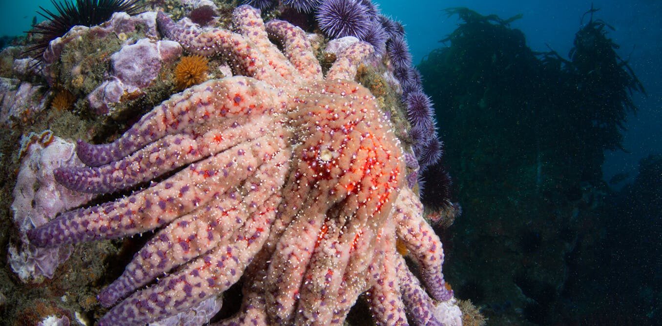 How sea star wasting disease transformed the West Coast's ecology and economy
