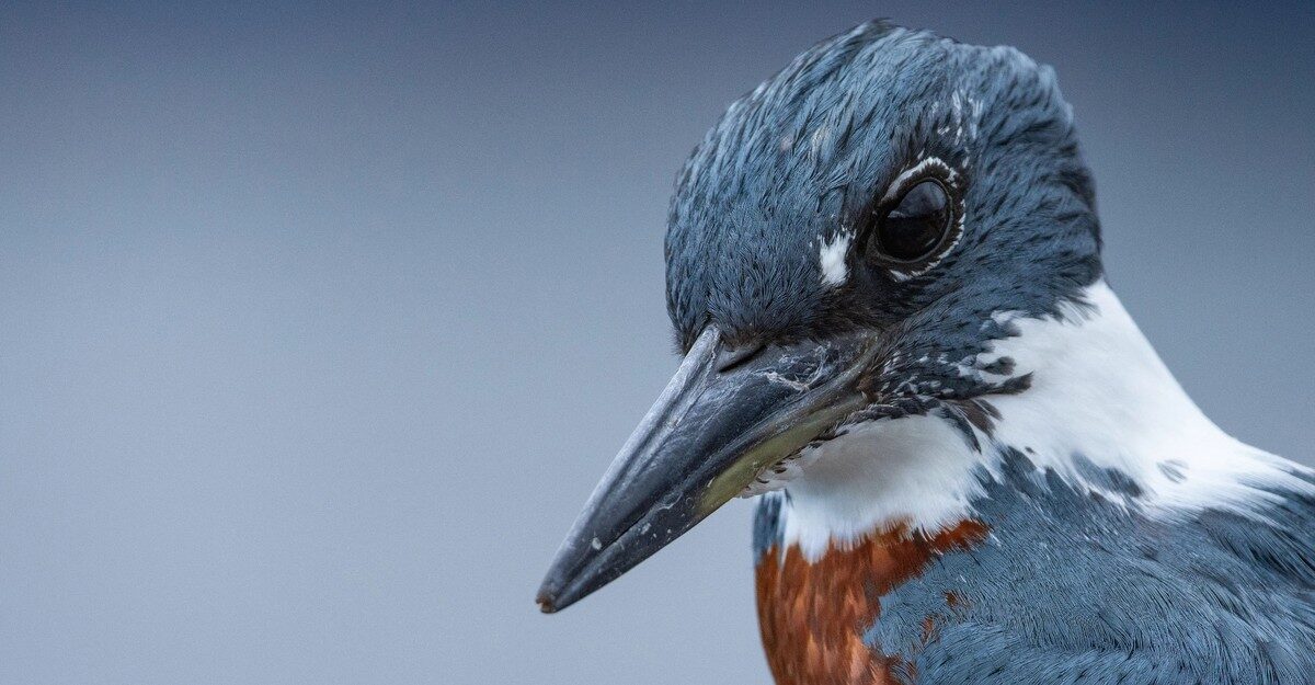 Selections From the 2025 Audubon Photography Awards Top 100