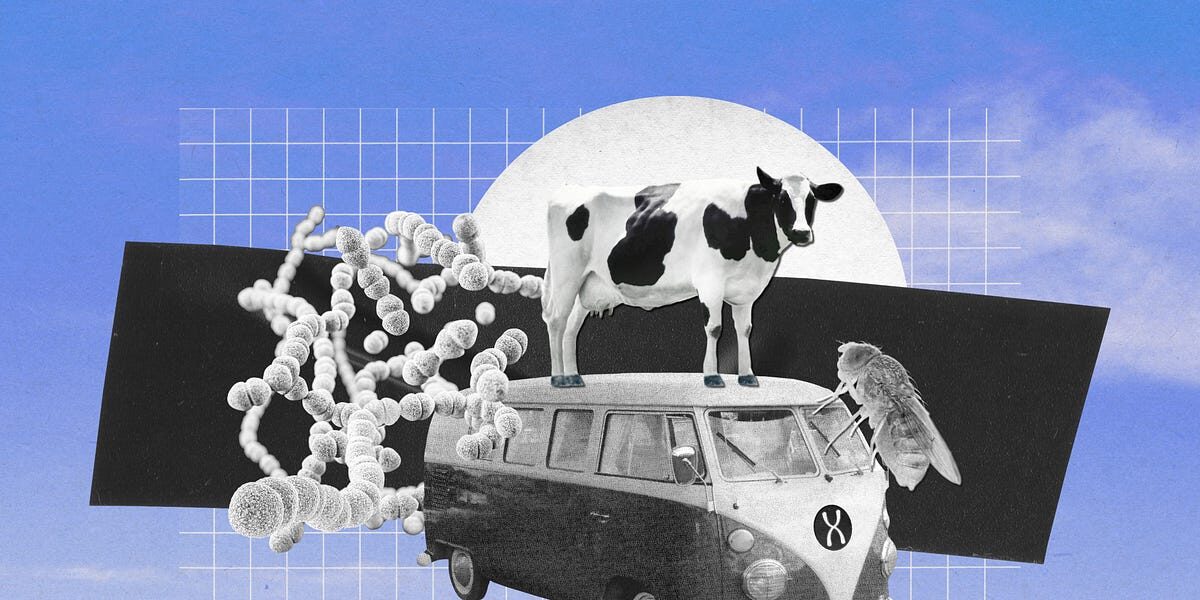 Metaphors for Biology: Sizes