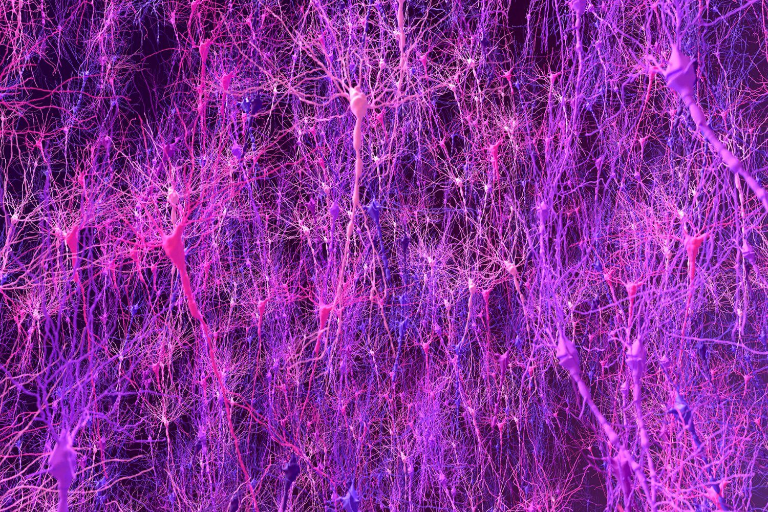 Biology-based brain model matches animals in learning, enables new discovery