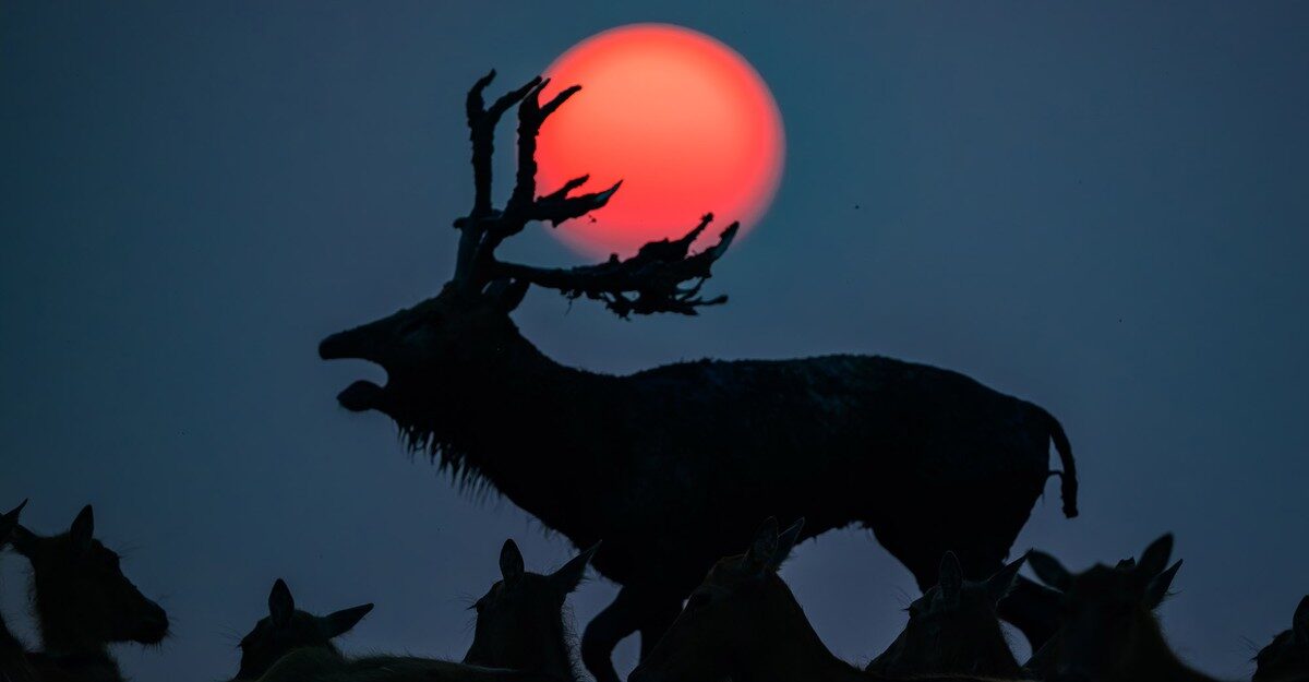 Winners of the 2026 Sony World Photography Awards Open Competition