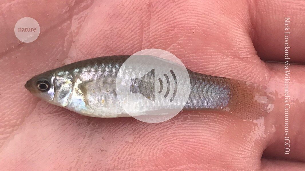 This fish shouldn't exist ' the weird genetics of clonal vertebrates