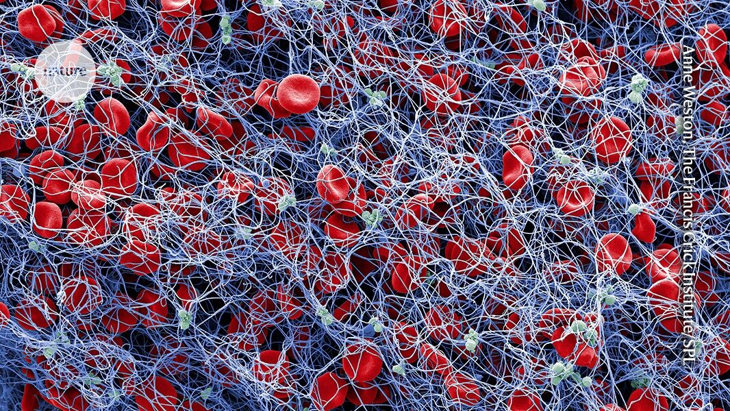 Synthetic blood clots snap cells together to staunch bleeding ' fast