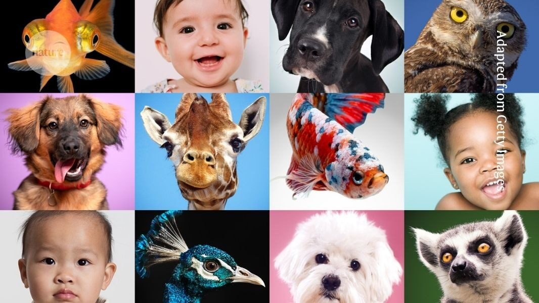 Can an army of babies and dogs rescue psychology from its reproducibility crisis'