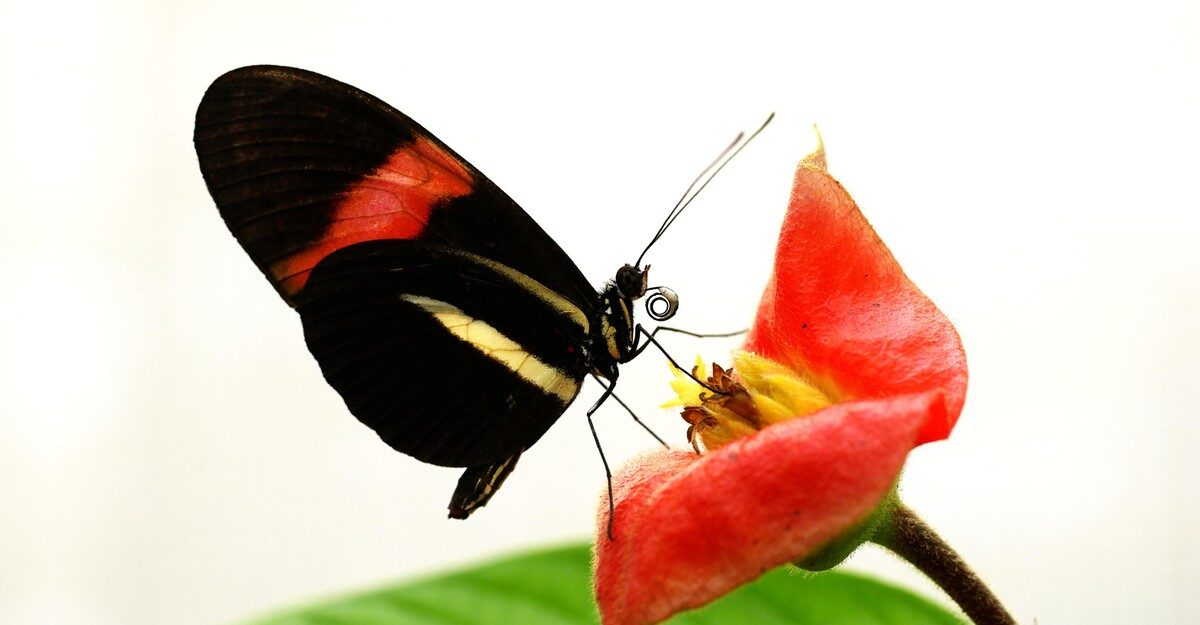 The Butterfly Longevity Diet