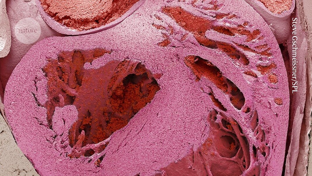 The heart has a 'little brain' ' and it protects against stress