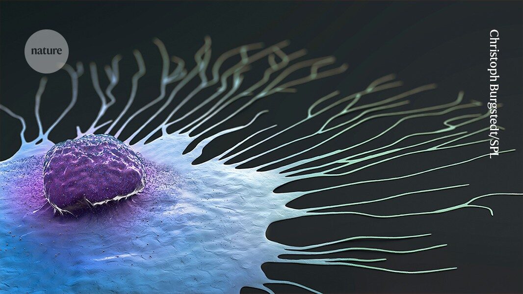 AI model predicts which breast-cancer drugs work best