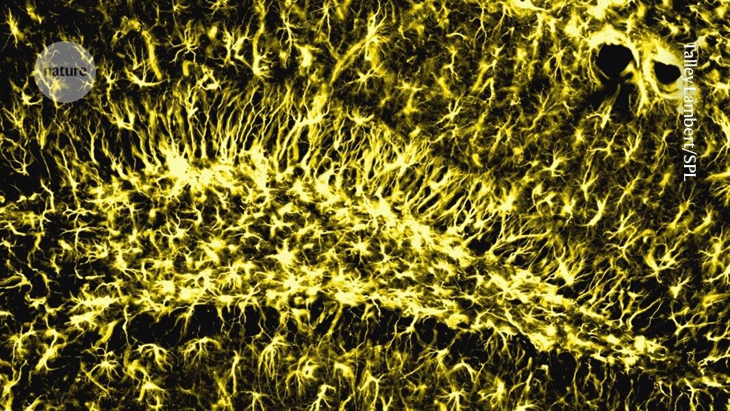 Memory stays strong in old age when this brain enzyme is active