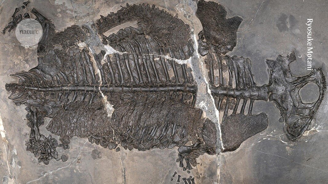 Evolutionary 'game-changer': weird armoured amphibian lived in ancient seas