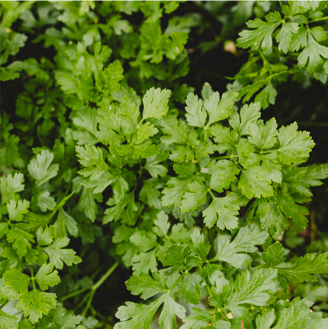 Nutrilite VitaminE Hybris 04