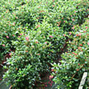 Escallonia Macrantha (Escallonia)