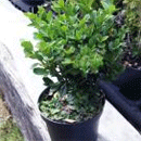Buxus by Langley Boxwood