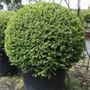 Buxus Sempervirens Ball