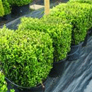 Buxus Sempervirens Topiary Cube