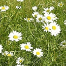 General Purpose Meadow Mixture