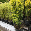 Taxus Baccata