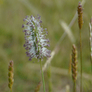 Wildflower Grasses by Heritage Seeds