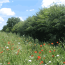 HR1 Wildlife Hedge Plant Collection