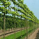 Pleached Trees from Readyhedge