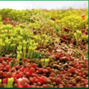SedumPlus from Lindum Green Roofs