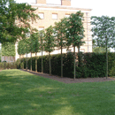 Screening Trees