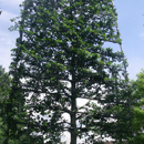 Fagus Sylvatica Pleached Tree